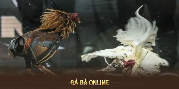 Cách Chơi Đá Gà GA28 Tại 7Ball Chi Tiết Luật Cược Và Mẹo Chiến Thắng Hiệu Quả